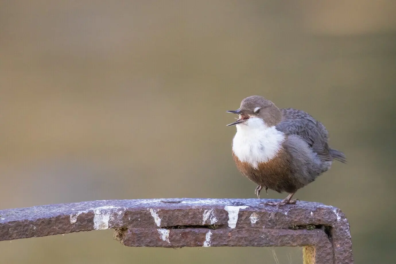 Selektiv fokussierte Aufnahme einer weißkehligen Wasseramsel, die auf Metall sitzt.